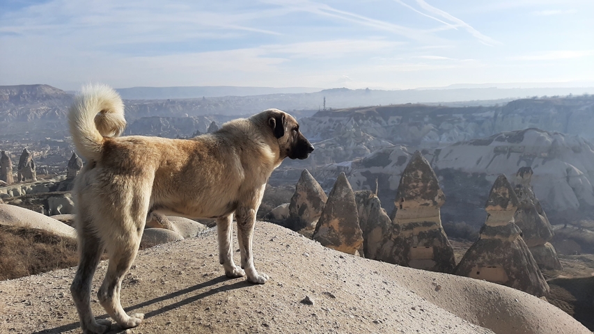       Dog standing on a cliff overlooking unique rock formations.
  