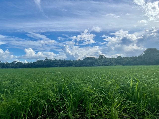       Open field with green grass and a sky filled with clouds.
  