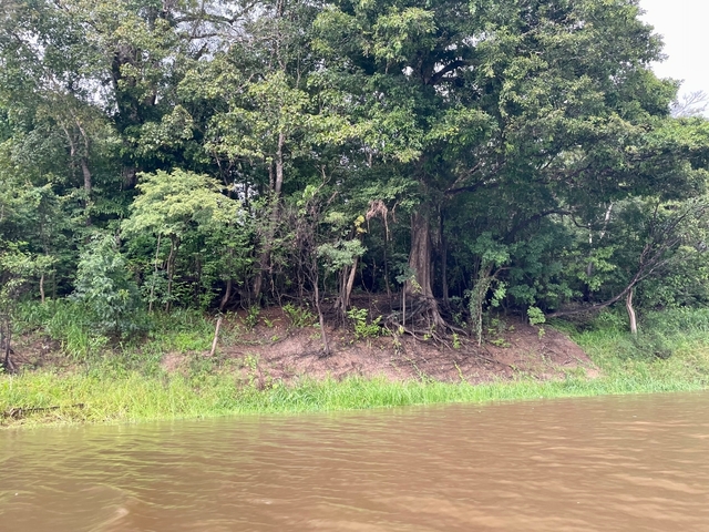       Dense trees on the riverbank of a calm, brown river.
  