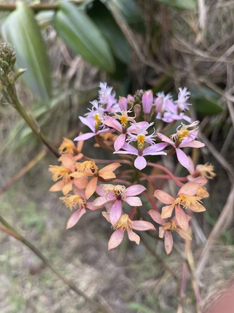       Close-up of colorful flowers with blurred background
  
