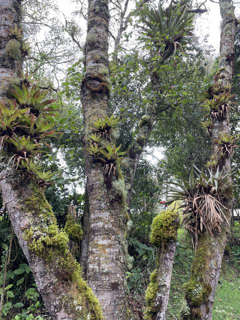       Tree with moss and ferns growing on it
  