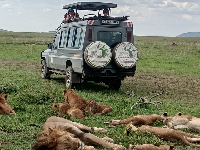       Safari vehicle parked nearby a pride of lions resting in the grasslands.
  