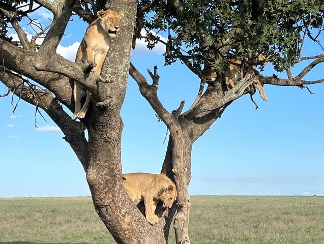       Lions perched in trees on an African plain.
  