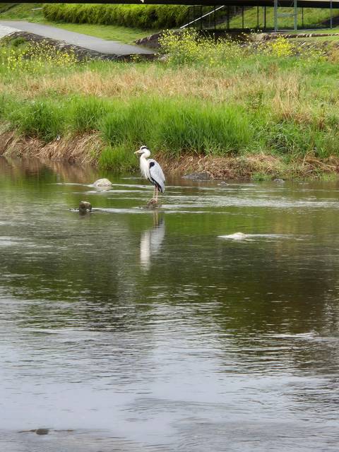       Bird walking along a riverbank.
  