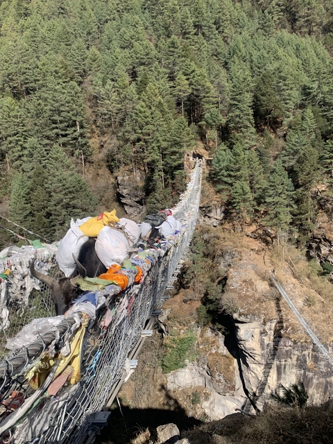       A suspension bridge over a gorge with a yak crossing.
  
