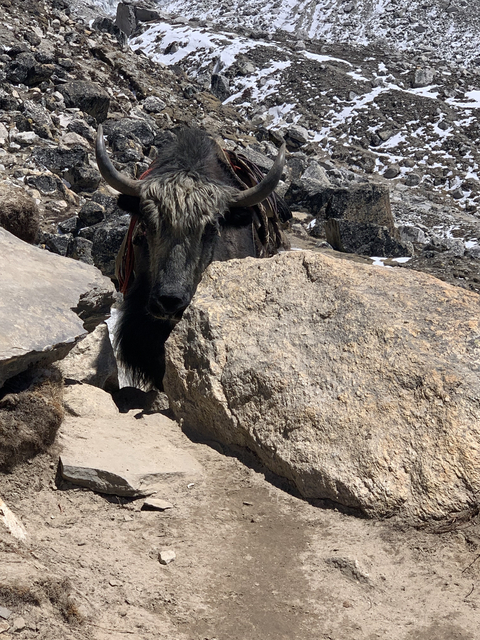 A yak partially hidden behind large rocks.