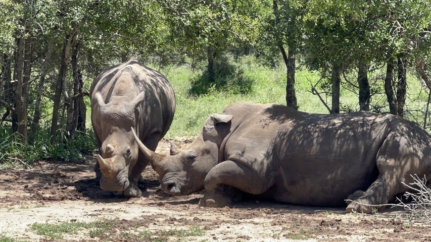 Two rhinos resting in a shaded area