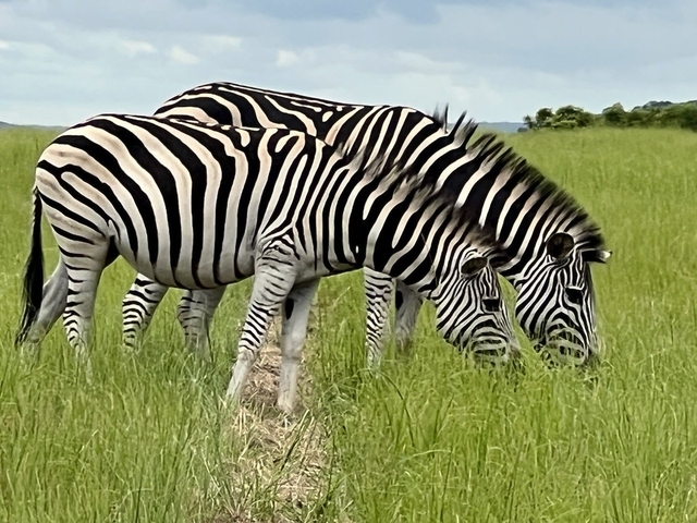 Zebras grazing in a grassy field