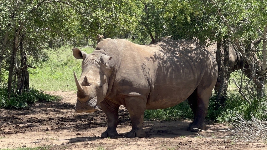       Rhino standing under trees in the wild
  