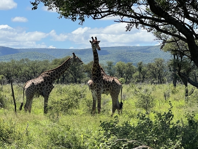       Giraffes standing in open savannah
  
