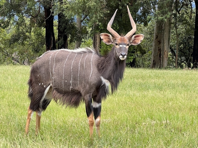       Close-up of a nyala antelope in the wild
  