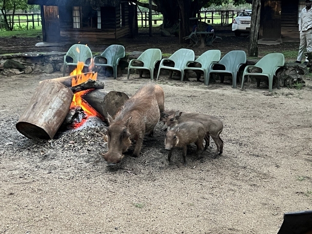 Warthog family near a campfire