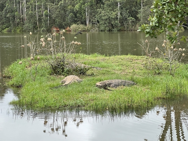 Crocodiles resting by a lake