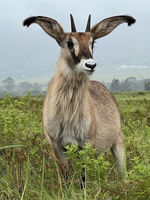 Kulturelles Swasiland, Mlilwane Wildlife Sanctuary und Hlane National Park 3 Tage Foto von Kundenbewertung 