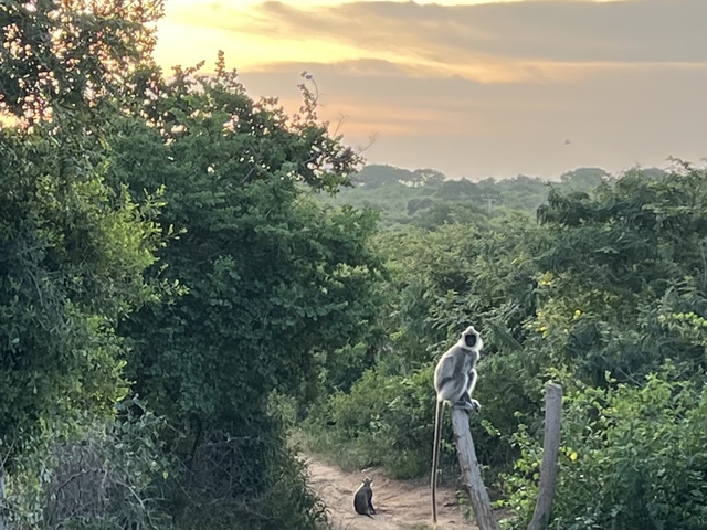 Monkey sitting on a fence amidst dense greenery.