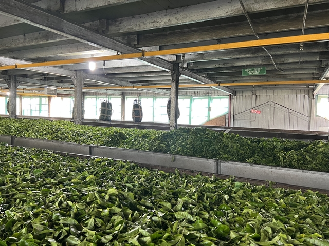 Indoor facility with tea leaves spread out for drying.