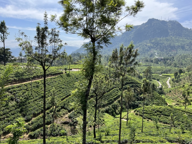Expansive view of tea plantations with mountains in the background.