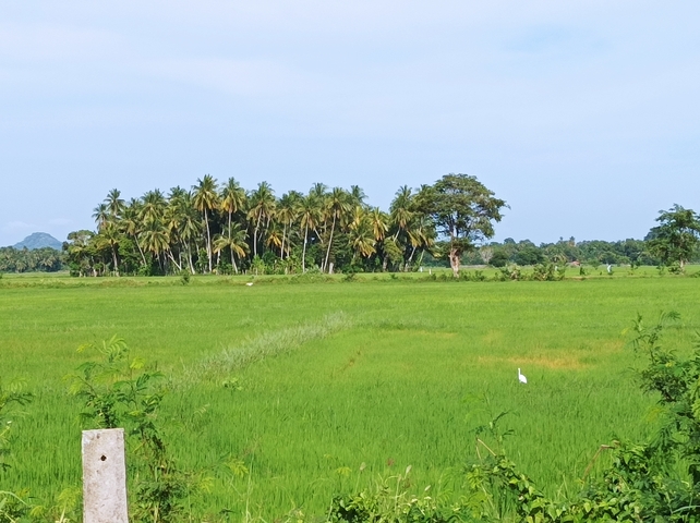 Green paddy field with palm trees in the background.