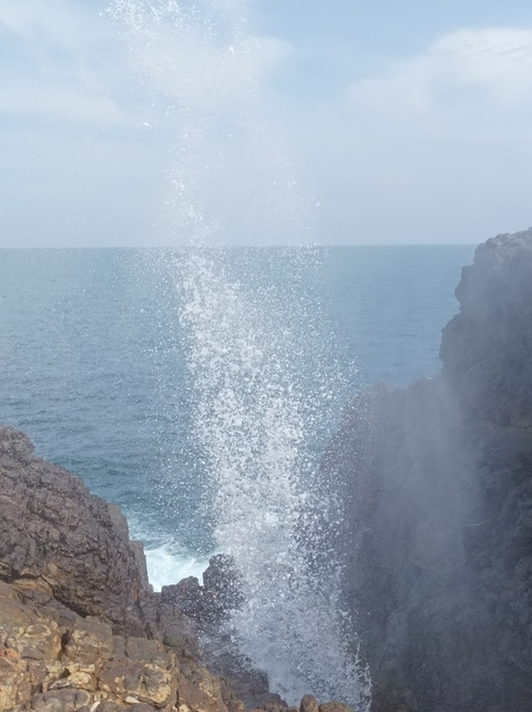 Water gushing from a blowhole by the sea.