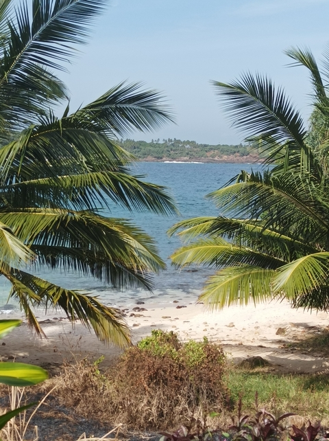       Tropical beach view with palm trees framing the ocean.
  