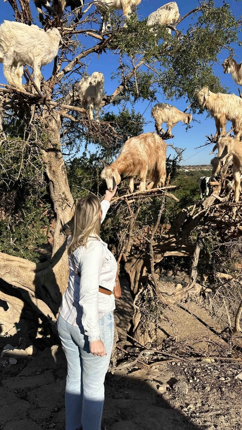 Person interacting with goats climbing a tree.