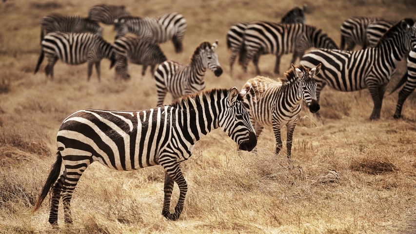       Herd of zebras standing and grazing in the savannah.
  