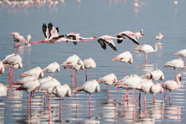       Flock of flamingos flying over water.
  