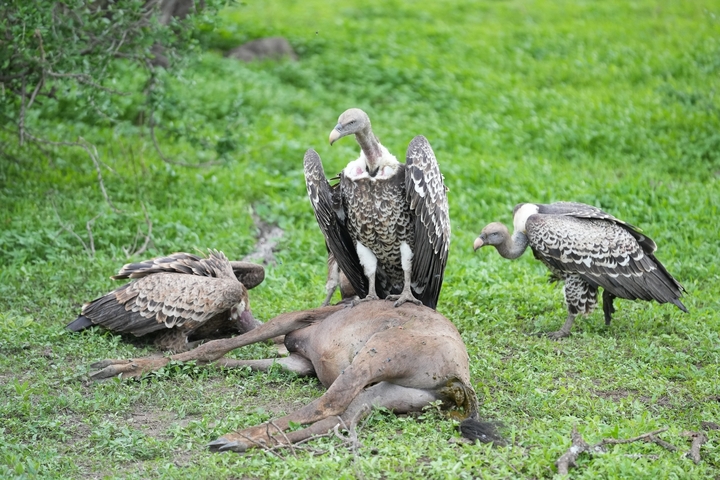       Vultures feeding on a carcass in the grass.
  