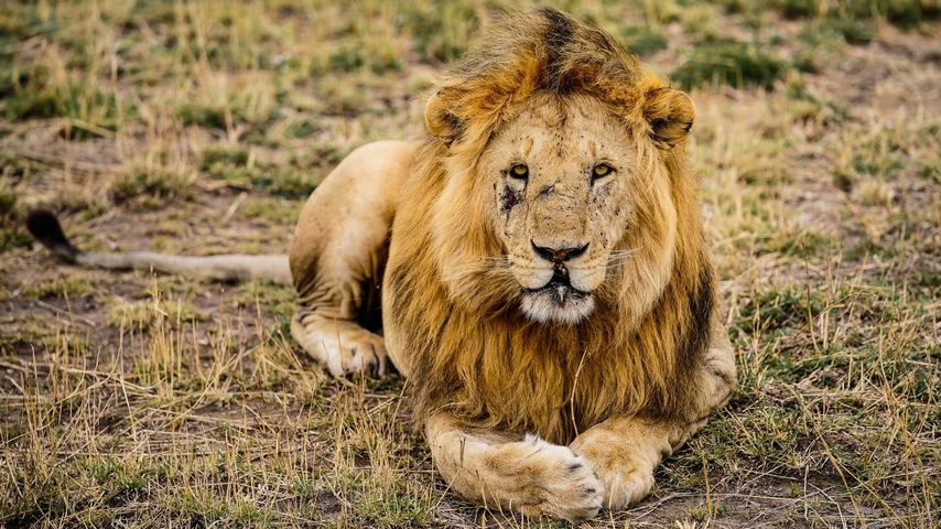       Lion lying on the ground in the savannah.
  
