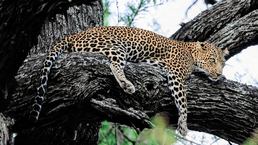       Leopard lying on a tree branch.
  