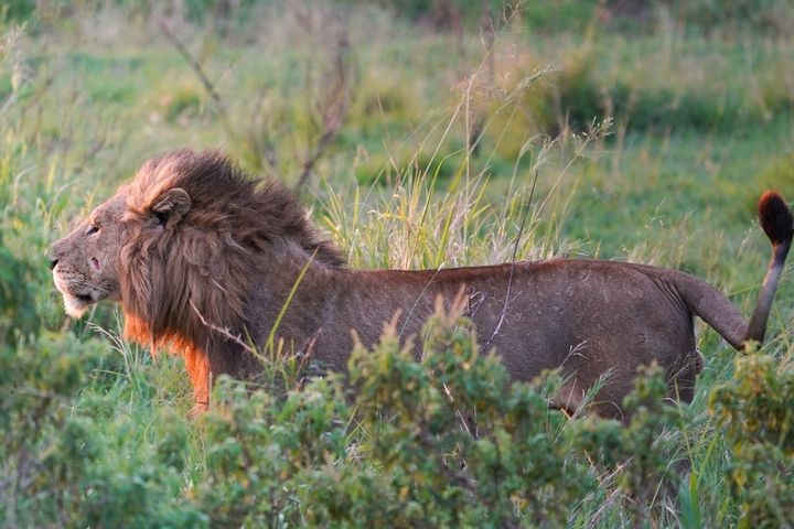       Lion prowling through the grass.
  