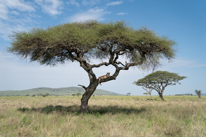       Large tree with a leopard resting on it.
  