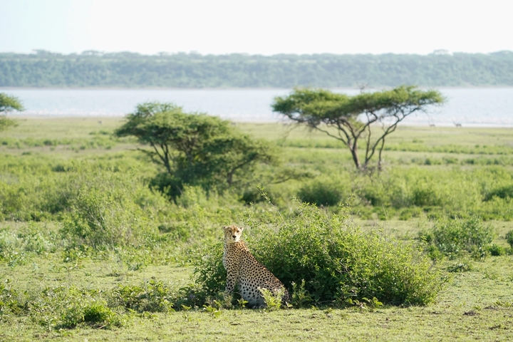       Cheetah sitting in the grass near a lake.
  