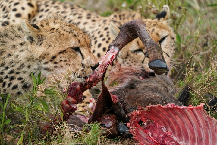       Cheetahs eating prey in the grass.
  
