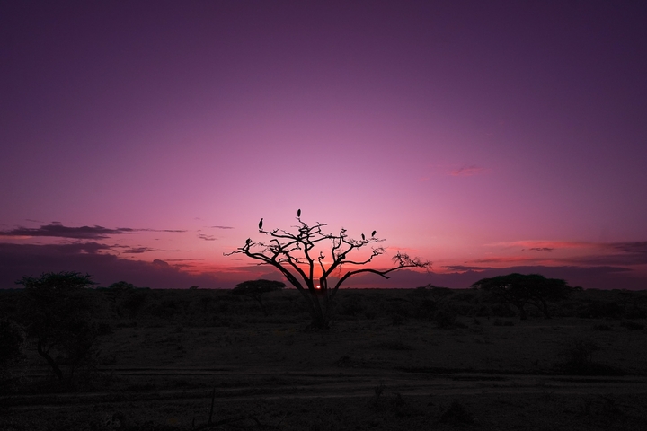       Silhouette of a tree with birds at sunset.
  