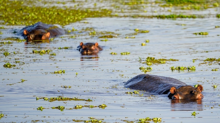       Hippopotamuses submerged in water with greenery.
  