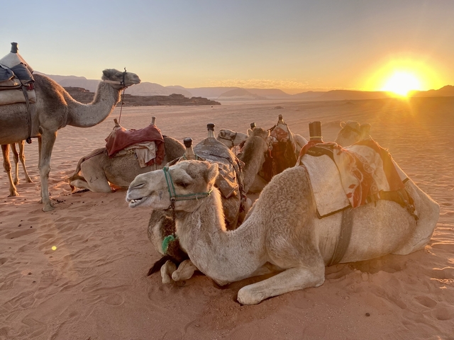 Camels resting in the desert at sunset.