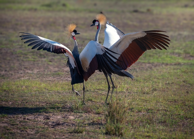 Two crowned cranes displaying courtship behavior.
