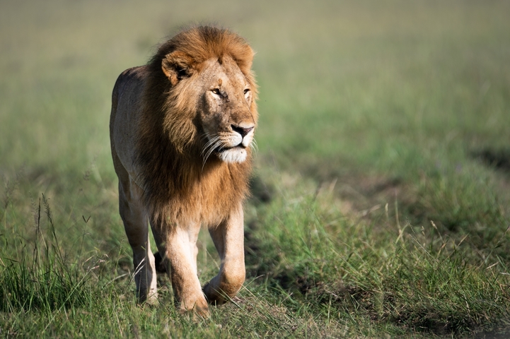 Lion walking in the savannah.