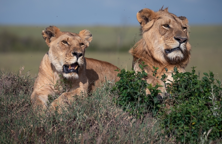 Two lions resting in the grass.