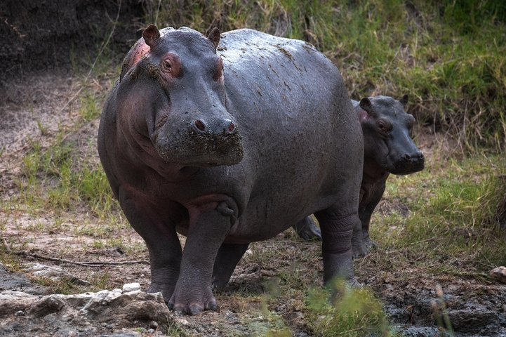 Hippopotamus with calf on a muddy riverbank.