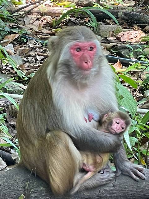       A monkey holding its baby in a natural setting.
  