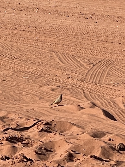       A bird walking on tire tracks in a sandy area.
  