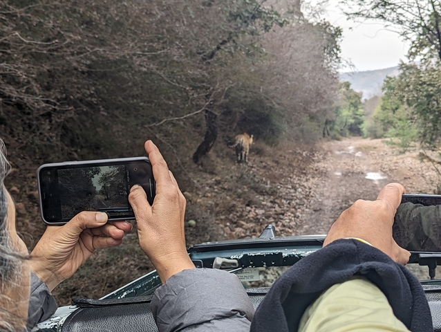       People taking photos of a wild animal in a forest from a vehicle.
  