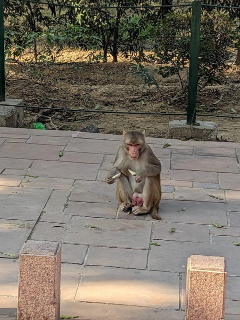 Monkey sitting on pavement holding an object.