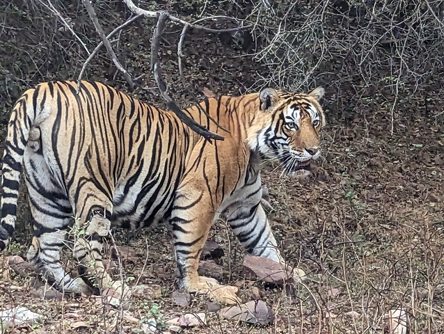       Tiger walking through forest undergrowth.
  