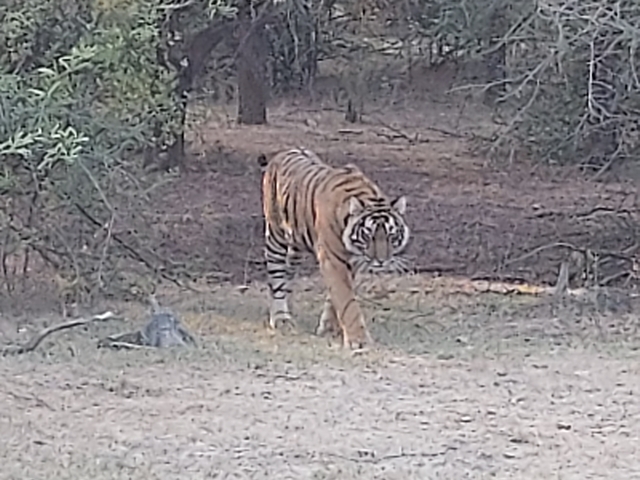       Tiger walking through a forested area.
  
