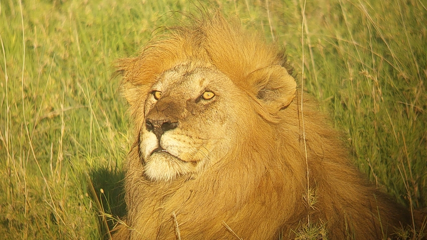 Lion resting on grass with a majestic mane.