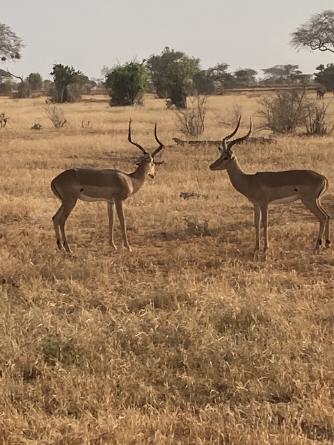 Two antelopes standing in a dry field.