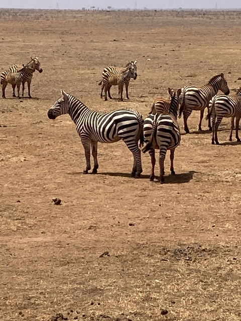 Zebras standing on dry ground.